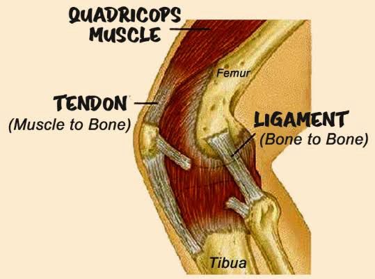 How  bone ligament and tendon respond to exercises