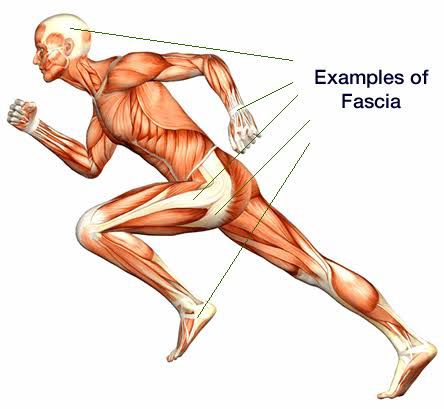 How Your Fascia Holds Trauma – And How Physiotherapy Can Release It