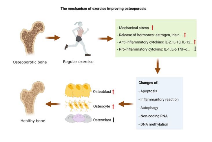 How  bone ligament and tendon respond to exercises